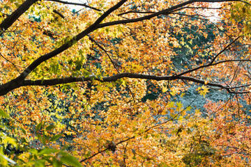 背景 和 紅葉 秋 赤