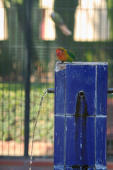 colored parrot at the drinking bowl