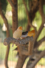 yellow canaries on a branch