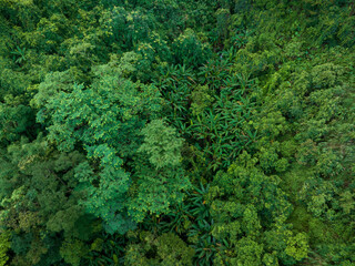 Aerial view of tropical forest in summer