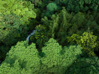 Aerial view of tropical forest in summer