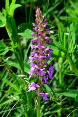 Obraz premium Mücken-Händelwurz // Fragrant orchid (Gymnadenia conopsea)