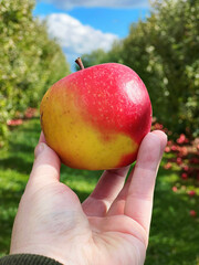 Apple close-up in the orchard at the farm in Poolesville, October 2023