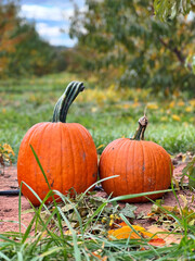 Two pumpkin close-up at the farm in Poolesville, October 2023