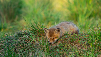 Young Red Fox (Vulpes vulpes) sleeping on the grass near den