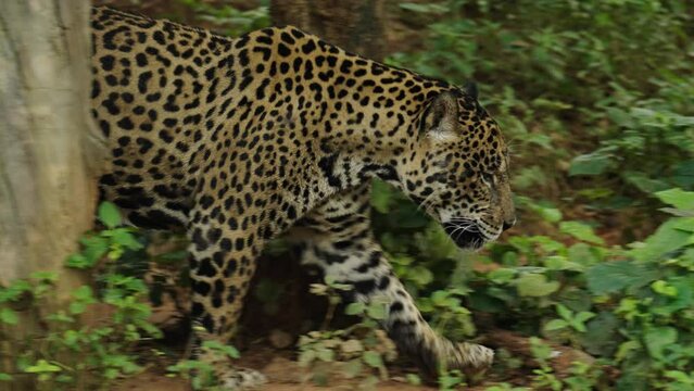 jaguar tiger walking in the forest