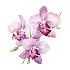 Fototapeta na wymiar Pink orchid flowers branch watercolor paint on white background