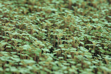 Young radish sprouts growing densely in the vegetable garden.