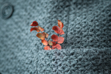 Autumn red leaves in the pocket of a gray knitted jacket. Detail of warm woolen clothing close-up.