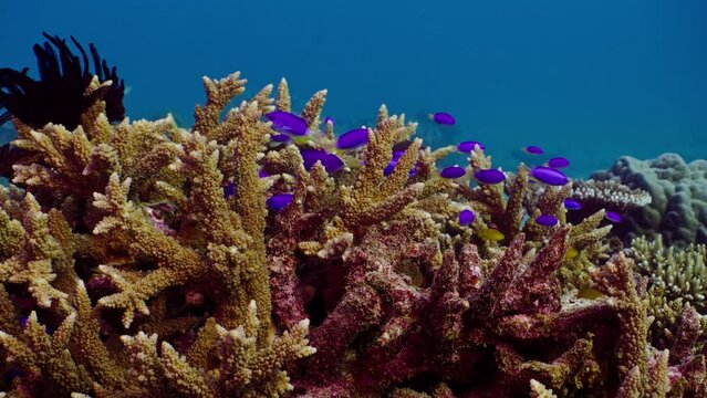 Neon Damselfish swim amongst Staghorn coral, Lady Elliot Island, Coral Sea