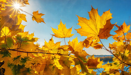 autumn golden touch vibrant maple leaves nature canvas bright day maple in sunshine