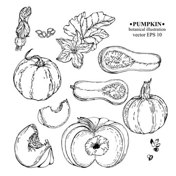 Vector set of hand darwn Pumpkin elements. Pumpkin blossom on a branch with leaves, whole and sliced pumpkin. Botanical illustration for backdrop, cover design, party invitation 