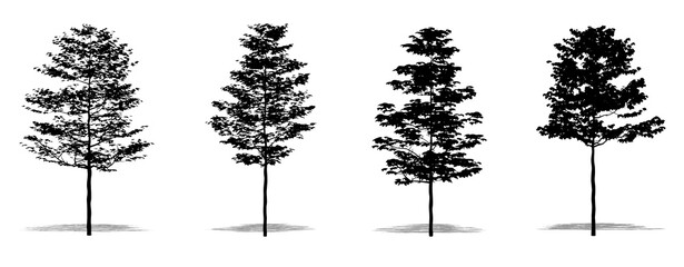 Set or collection of American Sycamore trees as a black silhouette on white background. Concept or conceptual vector for nature, planet, ecology and conservation, strength, endurance and  beauty