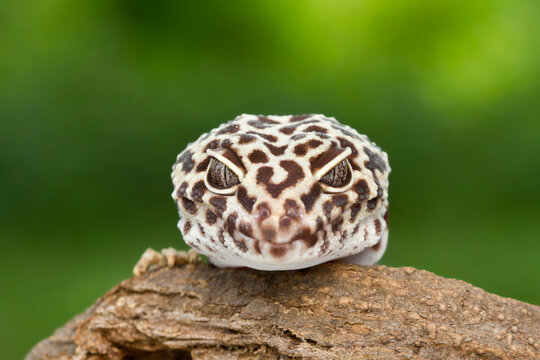 Leopard gecko lizard, close up macro on nature background