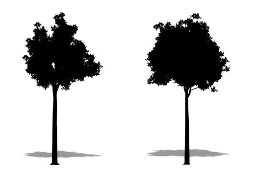 Set or collection of Campher Laurel  trees as a black silhouette on white background. Concept or conceptual vector for nature, planet, ecology and conservation, strength, endurance and  beauty