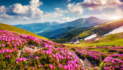 marvelous summer view of fields of blooming rhododendron flowers incredible morning scene of carpathian mountains ukraine europe beautiful summer scenery