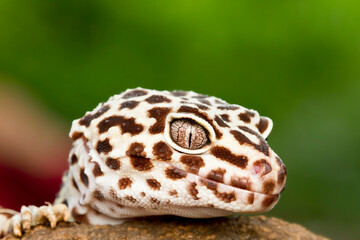 Leopard gecko lizard, close up macro on nature background