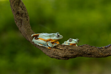 Tree frog on branch, Gliding frog (Rhacophorus reinwardtii) sitting on branch,  Indonesian tree frog