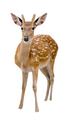 Spotted deer isolated