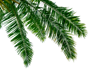 leaf coconut tree isolated