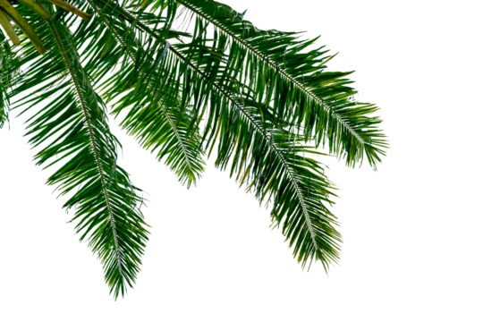 leaf coconut tree isolated