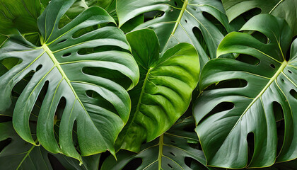 tropical leaves of monstera philodendron plant background - obrazy, fototapety, plakaty
