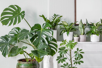 Indoor plants variete in the room with light green walls and mock up photo frame, indoor garden concept