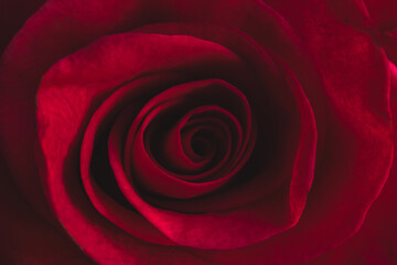 Dark red rose close-up as natural background