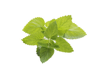 Fresh lemon balm on white background.