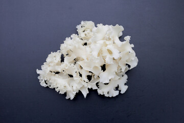Cauliflower mushroom or cauliflower fungus