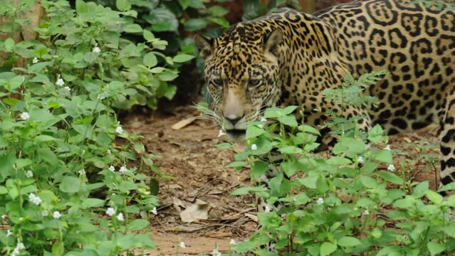 jaguar tiger walking in the forest
