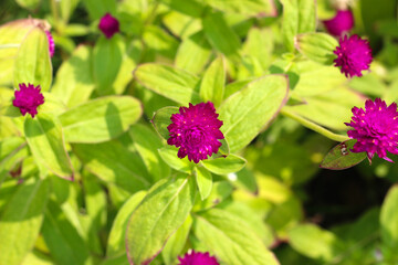 Globe amaranth or bachelor button flower