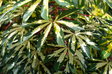 Naklejka na ściany i meble Cassava plant (Manihot esculenta). Green and yellow leaves