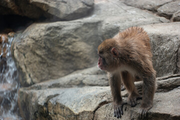 Close-up of monkey on rock