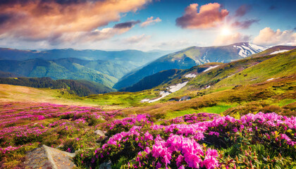 marvelous summer view of fields of blooming rhododendron flowers incredible morning scene of carpathian mountains ukraine europe beautiful summer scenery