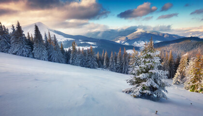 picturesque morning view of carpathian mountains with chornogora ridge on background fresh snow covered fir trees and mountain valley in december beauty of nature concept background
