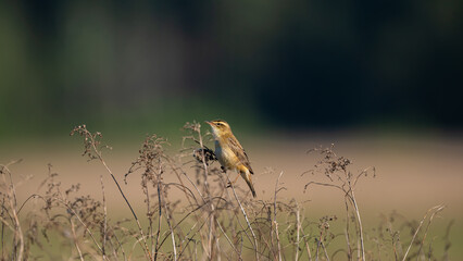 Sedge Warbler (Acrocephalus schoenobaenus) bird singing in reeds during sunrise