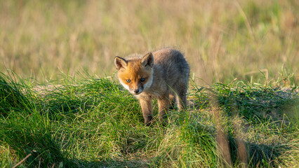Red fox pup (Vulpes vulpes) watchful cub standing in a meadow