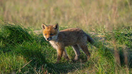 Baby Red Fox (Vulpes vulpes)