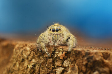 spider on the ground