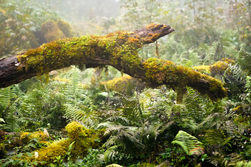 Mosses in the Jungle in Sa Mu, Son La, Vietnam