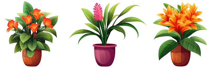 Fototapeta na wymiar Tropical plants and flowers in pots