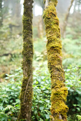 Mosses and all the Details of the Primitive Forest in Son La, Northern Vietnam