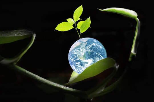 Beautiful and shiny earth with freshness growing green tree with bright light on the curve bent of betel leave. Image for celebrate Earth Day.Earth image furnished by NASA.