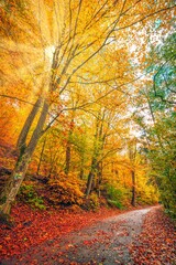 Majestic nature. Panoramic forest road in autumn leaves background colorful sunlight sun rays. Amazing adventure hiking trail under colorful tree leaves. Seasonal foliage orange yellow sunny landscape