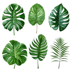Fototapeta na wymiar tropical leaf plants
