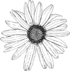 Vector illustration of a chamomile, hand drawn in a graphic style on a white background
