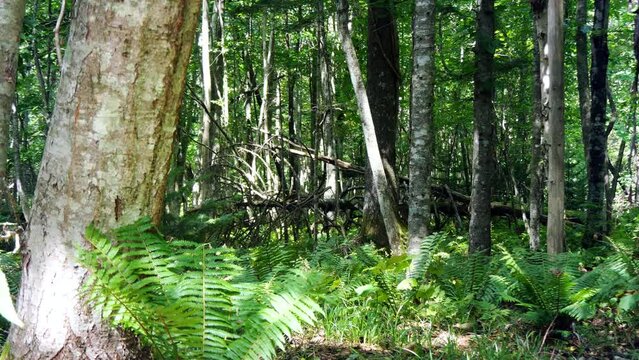 森の中の倒木　あばら骨のような木の枝