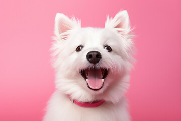 beautiful white dog on pink background