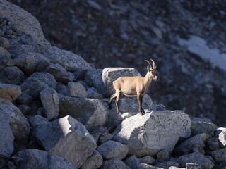 Mother ibex on the rocks of a glacier